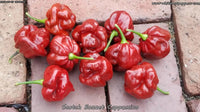 Scotch Bonnet Cappuccino - Pepper Seeds - White Hot Peppers